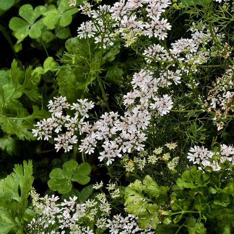 又是春来花灿季