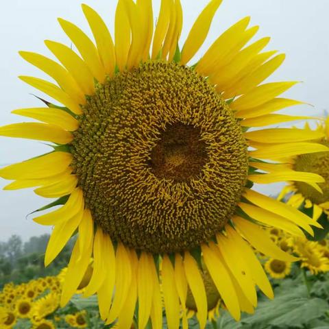 葵花盛开迎君来