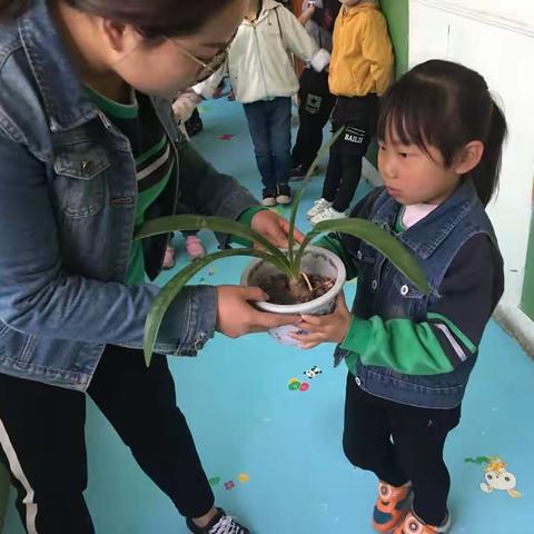       大风车幼儿园环创“植物角”🌱