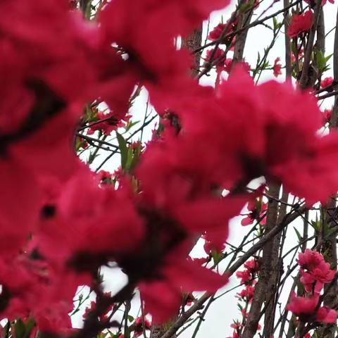 春日桃花之旅：与家人共赏繁花盛景