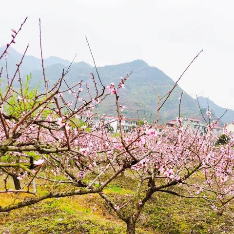 桃花之美，给世界带来了浓浓的春光。