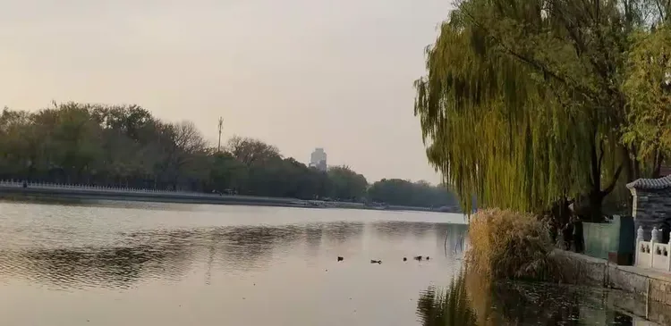 垂柳价格