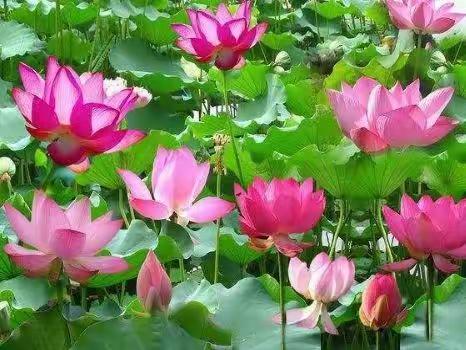 八月心语/走自己的路，看自己的风景，这才是人生！