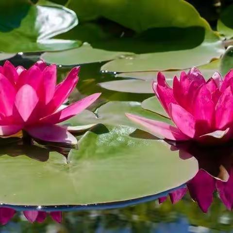 八月心语/承蒙时光不弃，感恩一切给予，愿岁月温柔以待！