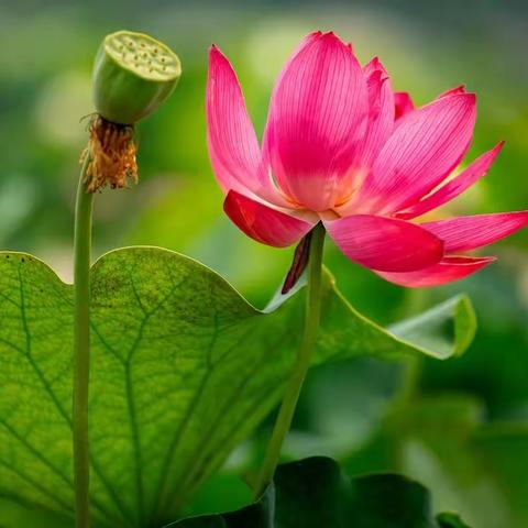 八月心语/风吹莲香,温柔了整个夏天！