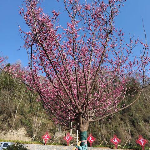 樱花送春到