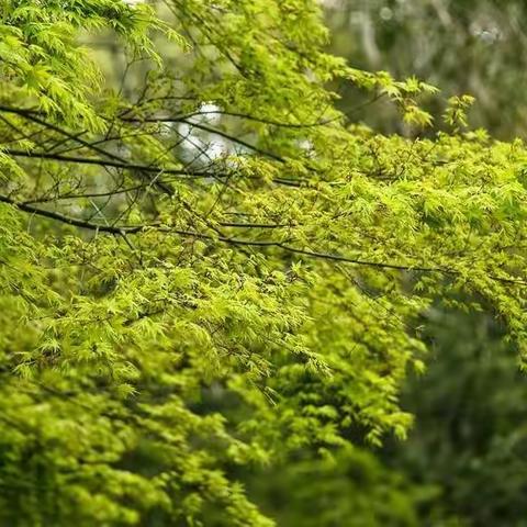 鸡鸣喈喈