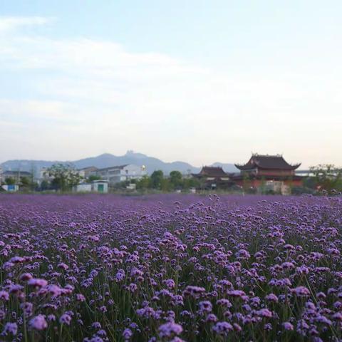 八份湿地公园马鞭草