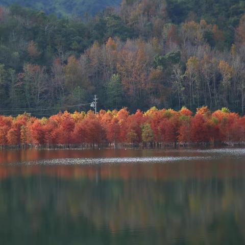 太湖水库红杉林