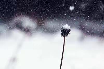 国学恋曲冬日奏 桂花树下引诗情