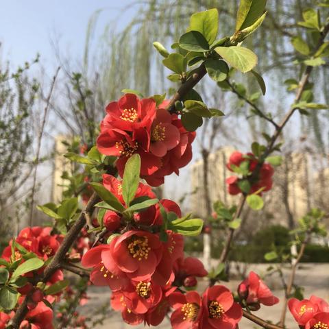 2019-2020学年下学期	六年级	暑假作业设计