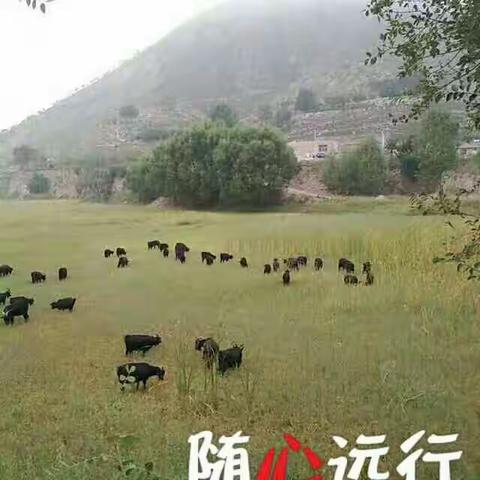 避暑农家乐！回归大自然！天然水库钓鱼爱好者可以锤钓，养殖场天然黑山羊，可以烤全羊，吃喝玩乐，应有尽有！