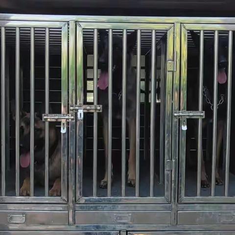 保定市公安局刑侦支队警犬技术大队使用警犬成功破案