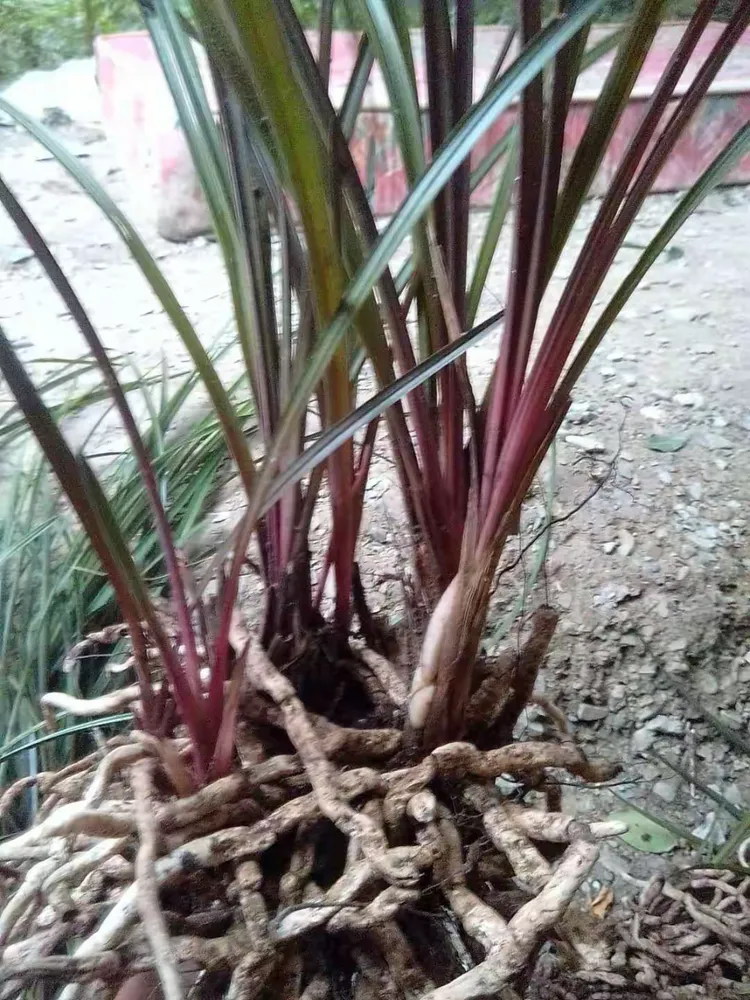 蕙兰 （红香妃）