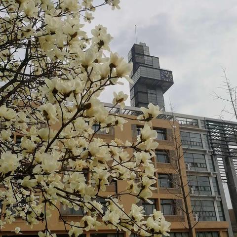 牛年初春花开季，一带手机逛校园（又见西电花世界）