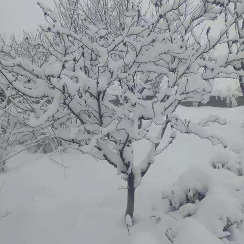 2021年雪景足迹