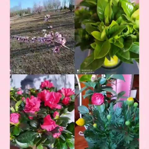 2020年春季生活记录小视频