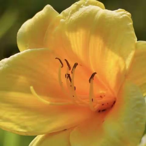 忘忧草，能忘否（自由诗.八十三）