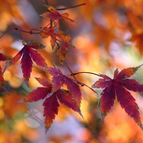 枫叶，（菩萨蛮•诉衷情•南乡子）（古诗词•53—55）