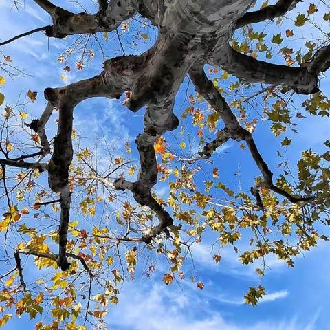 秋夜清愁（凤钗头•清平乐•点绛唇）古诗词（41—43）