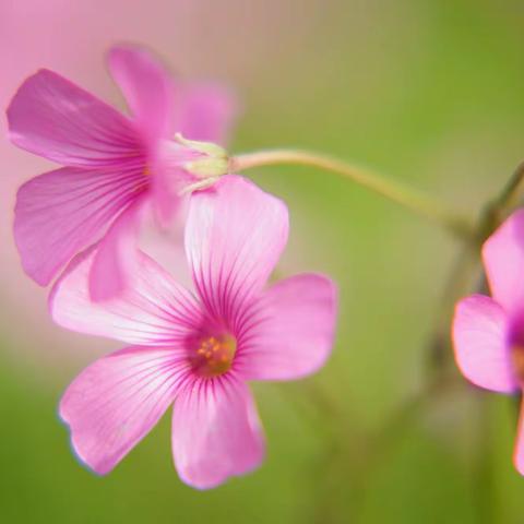 把岁月握在手心里（自由诗.八十一）