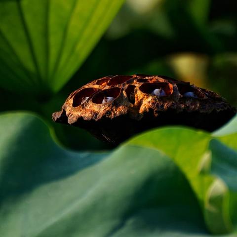 莲房是母亲的胸膛（自由诗•八十四）