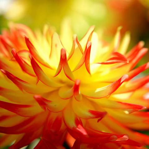 用一纸素笺，把情义写成诗行（自由诗•八十二）