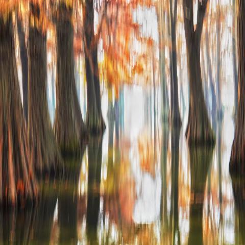 秋，氤氲着我的思绪（自由诗•八十八）