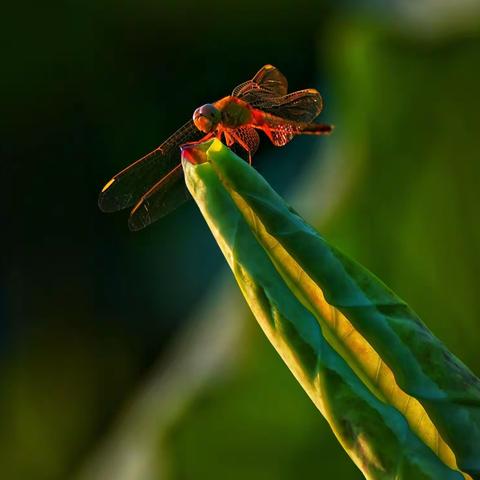 蜻蜓戏荷（一七令•蜓、一七令•荷、一七令•风）古诗词（44—46）