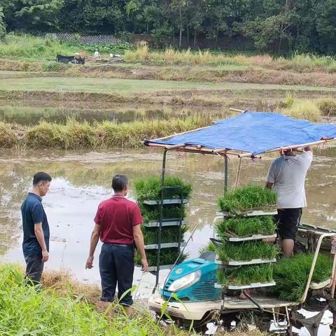 【白沙县农技农机中心】机械插秧显成效，农民下田少弯腰