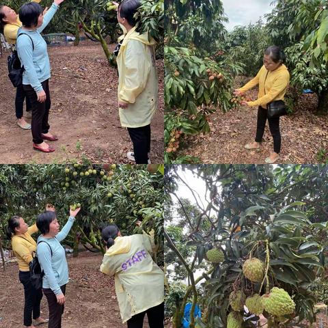 市农科所开展党建引领为民办实事活动 —荔枝栽培管理技术指导