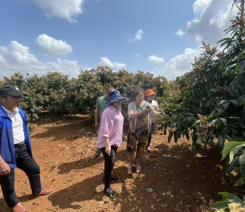 文昌市农业科学研究所为民办实事                      —开展荔枝保花保果技术指导