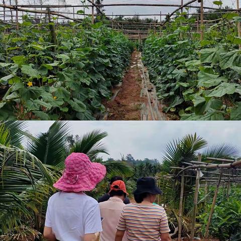 文昌市农业科学研究所为民办实事—黄瓜栽培管理技术指导