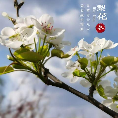 梨花颂