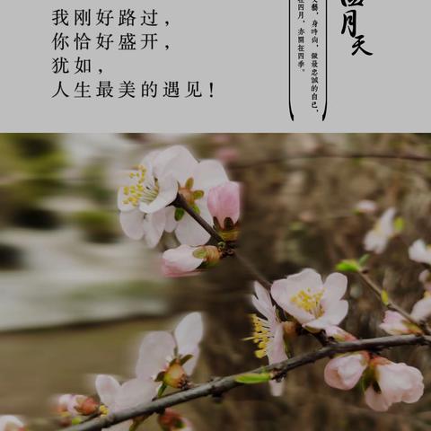 春风如贵客，一到便繁华。