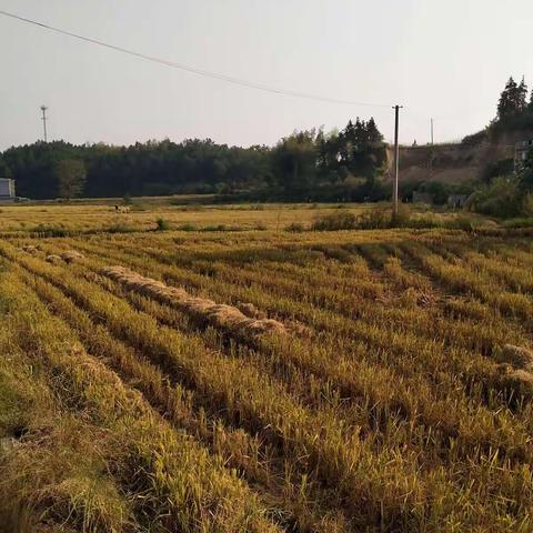 行走在秋色渐浓的山里一一老年大学太极班，2018,10,6.