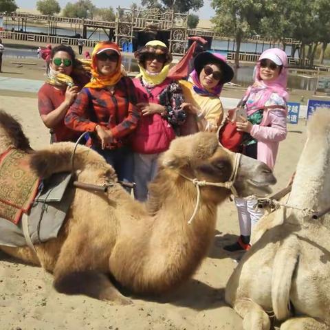 大美新疆金秋行之沙漠骆驼队