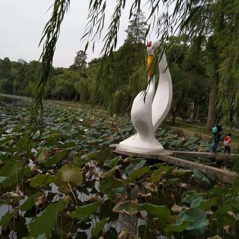 残荷：尤有意境