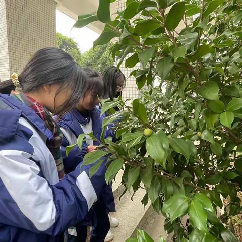 仁化中学首届学术节，生物组学科系列活动之校园植物辨认