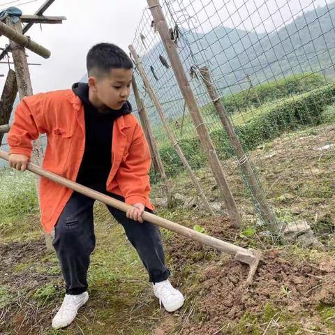 【实小娃爱劳动】出力流汗也快乐——打造阳台小菜园
