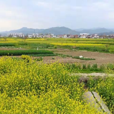 油菜花