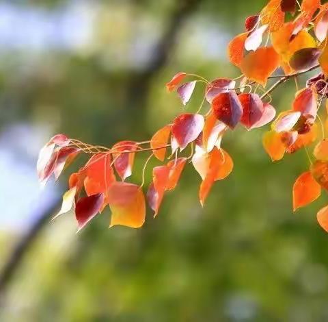 秋之韵     我与秋叶的约定