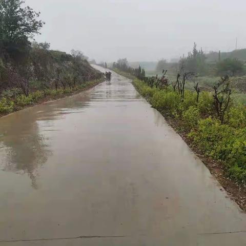 风雨无阻  绿化河道