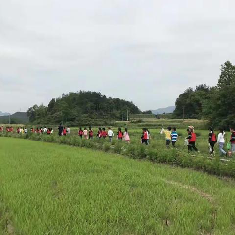 快乐种植  田园有约——记科幼娃娃田园种植体验活动