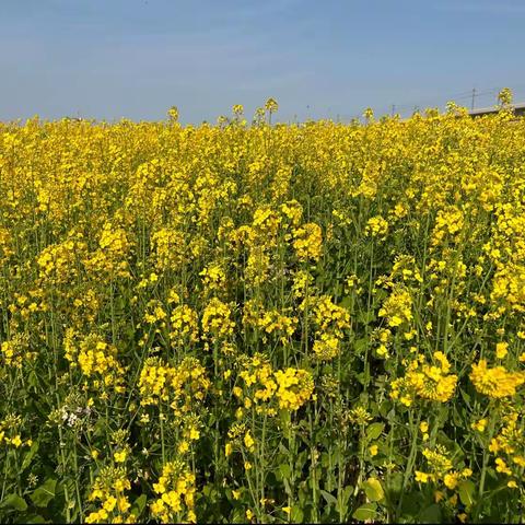 有种油菜花开就叫春天