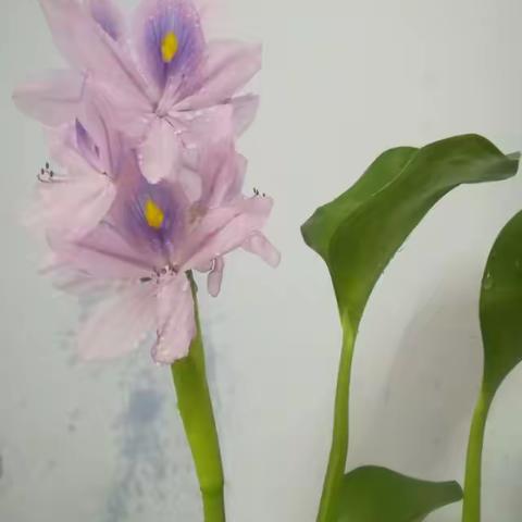 水葫芦也仙气飘飘