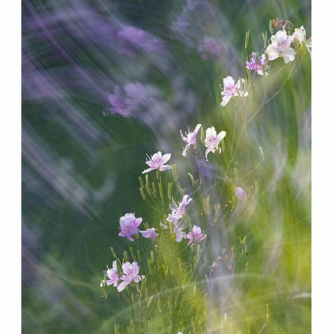 【诗配照】仙子杜鹃