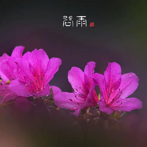 谷雨，春天最后的乐章