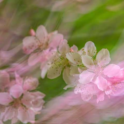 仲春时节，春花烂漫