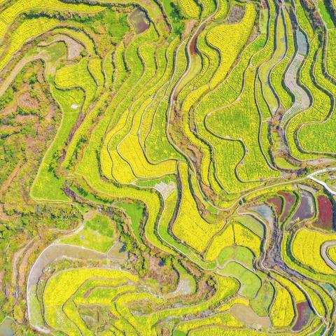 【摄影】航拍油菜花海，这样才好看